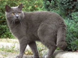 chartreux_20211211_1096306063